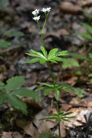 Image result for Galium odoratum