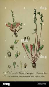 Attēlu rezultāti vaicājumam “Drosera anglica leaf”