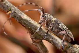 Attēlu rezultāti vaicājumam “Leptophlebia nebulosa”