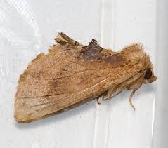 Attēlu rezultāti vaicājumam “Ptilodon capucina imago”