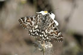 Attēlu rezultāti vaicājumam “Callistege mi”