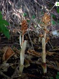 Attēlu rezultāti vaicājumam “Neottia nidus-avis bud”