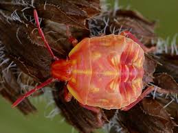 Attēlu rezultāti vaicājumam “Carpocoris sp. nymph”
