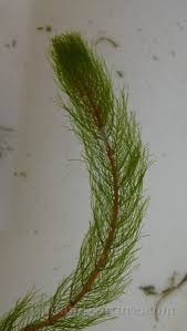 Attēlu rezultāti vaicājumam “Myriophyllum alterniflorum”