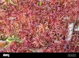 Attēlu rezultāti vaicājumam “Sphagnum warnstorfii”