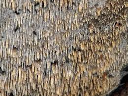 Attēlu rezultāti vaicājumam “Hyphodontia barba-jovis”