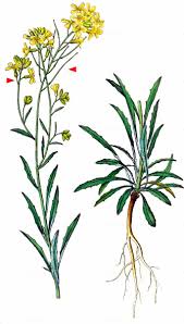 Attēlu rezultāti vaicājumam “Erysimum hieracifolium”