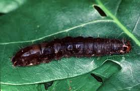 Attēlu rezultāti vaicājumam “Eupsilia transversa”