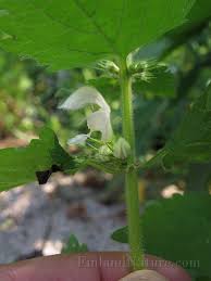 Attēlu rezultāti vaicājumam “Lamium album leaf”