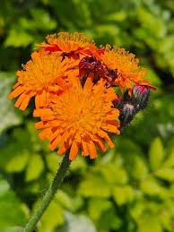 Attēlu rezultāti vaicājumam “Pilosella aurantiaca flower”
