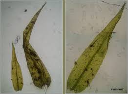 Attēlu rezultāti vaicājumam “Drepanocladus aduncus”