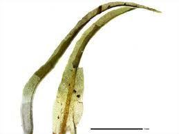 Attēlu rezultāti vaicājumam “Oxystegus tenuirostris”