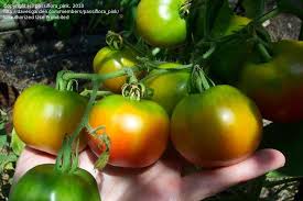 Afbeeldingsresultaat voor bloody butcher tomato