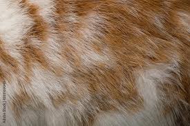Image result for white rabbit skin texture