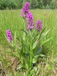 Attēlu rezultāti vaicājumam “Dactylorhiza majalis subsp. baltica bud”