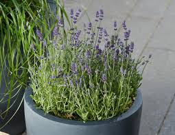 Image result for Lavendel