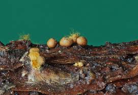 Attēlu rezultāti vaicājumam “Trichia varia”