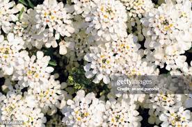 Image result for Iberis umbellata