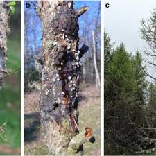 Attēlu rezultāti vaicājumam “Lachnellula willkommii”