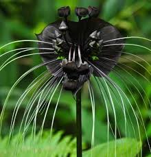 Image result for Tacca chantrieri