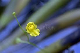 Attēlu rezultāti vaicājumam “Lentibulariaceae”