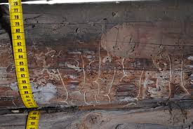 Attēlu rezultāti vaicājumam “Tomicus minor”