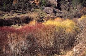 Attēlu rezultāti vaicājumam “Salix purpurea”