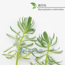 「綠羽毛」的圖片搜尋結果