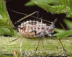 Attēlu rezultāti vaicājumam “Macrosiphoniella absinthii”