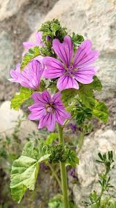 Image result for Malva sylvestris var. mauritiana