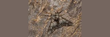 Attēlu rezultāti vaicājumam “Biston strataria”