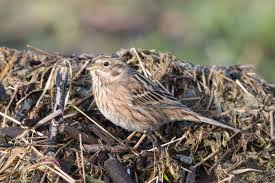 Image result for Emberiza leucocephalos