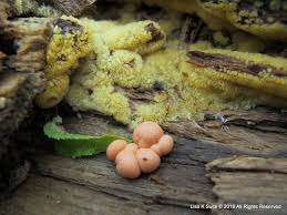 Attēlu rezultāti vaicājumam “Lycogala leopardinum young”