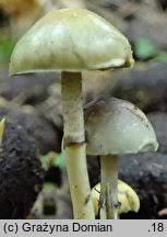 Attēlu rezultāti vaicājumam “Protostropharia alcis”