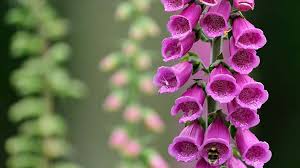 Attēlu rezultāti vaicājumam “Digitalis purpurea fruit”