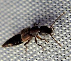 Attēlu rezultāti vaicājumam “Staphylinidae”