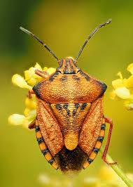 Attēlu rezultāti vaicājumam “Carpocoris sp. nymph”