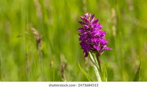 Attēlu rezultāti vaicājumam “Dactylorhiza russowii bud”