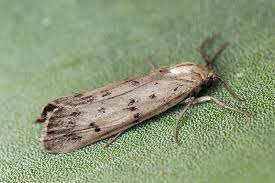 Attēlu rezultāti vaicājumam “Coscinia cribraria”