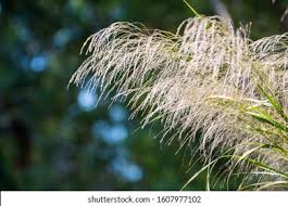 Attēlu rezultāti vaicājumam “Phragmites communis flower”