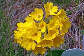 Attēlu rezultāti vaicājumam “Primulaceae”