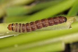 Attēlu rezultāti vaicājumam “Hydraecia micacea”