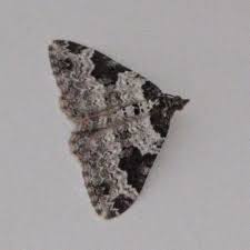 Attēlu rezultāti vaicājumam “Xanthorhoe fluctuata”