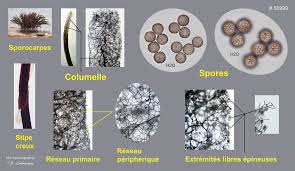 Attēlu rezultāti vaicājumam “Stemonitis foliicola plasmodium”