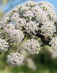 Attēlu rezultāti vaicājumam “Valeriana officinalis flower”