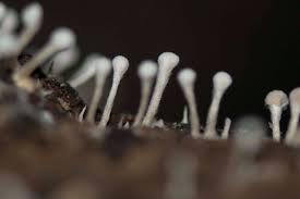 Attēlu rezultāti vaicājumam “Phleogena faginea stalked”