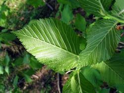 Attēlu rezultāti vaicājumam “Ulmus minor”