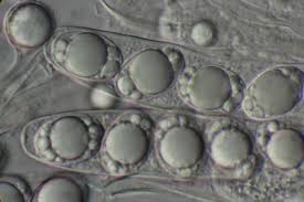 Attēlu rezultāti vaicājumam “Helvella crispa”