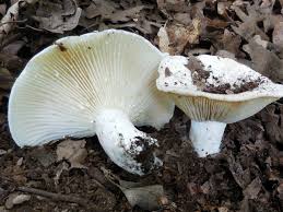 Attēlu rezultāti vaicājumam “Lactarius bertillonii”