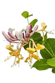 Attēlu rezultāti vaicājumam “Lonicera caprifolium”